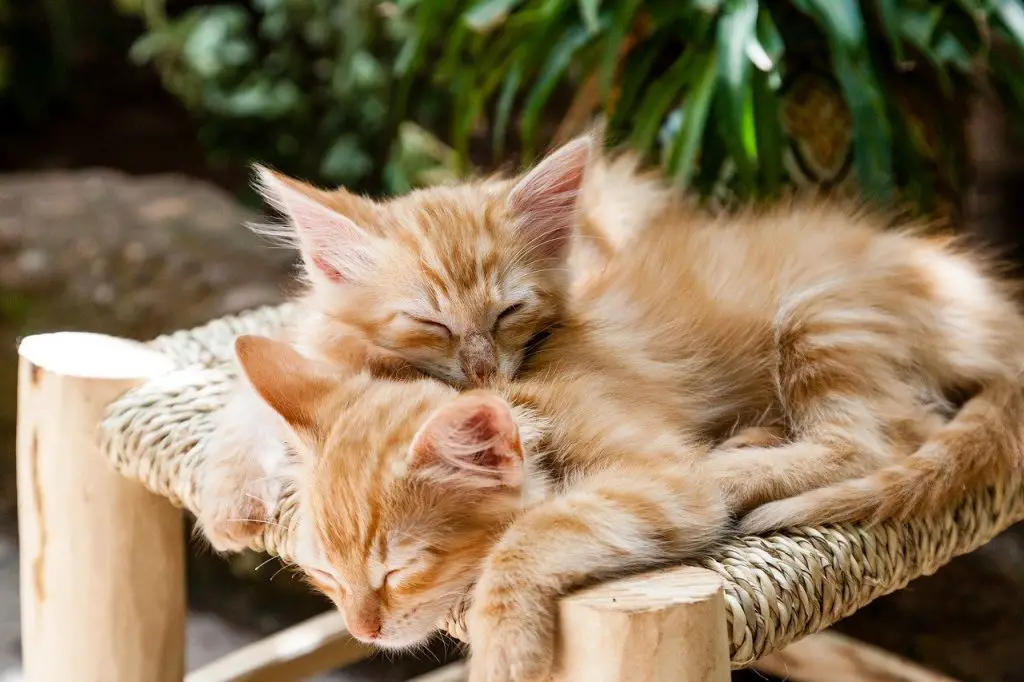 قطط نائمة - هل تحلم القطط مثل البشر و بماذا؟