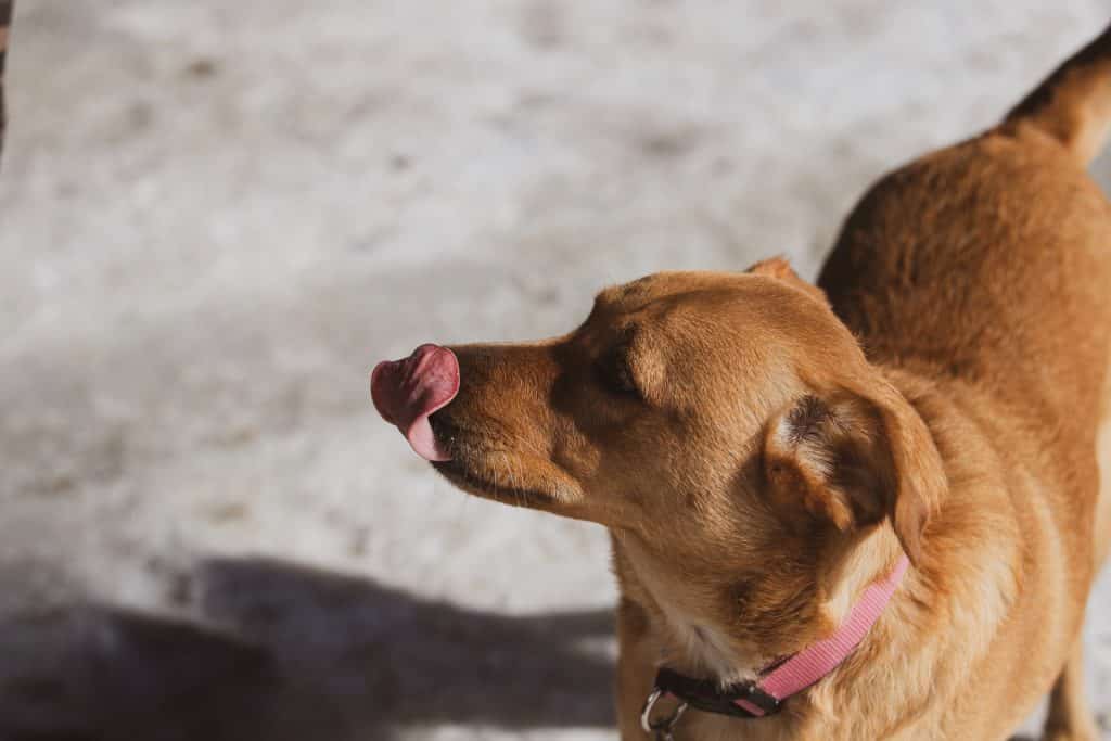 كلب بني - فوائد التونة المعلبة للكلاب