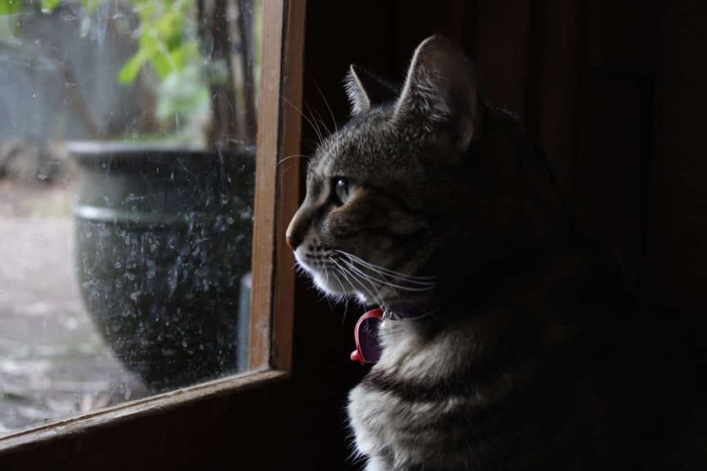 أسباب حب وقوف القطط على النوافذ