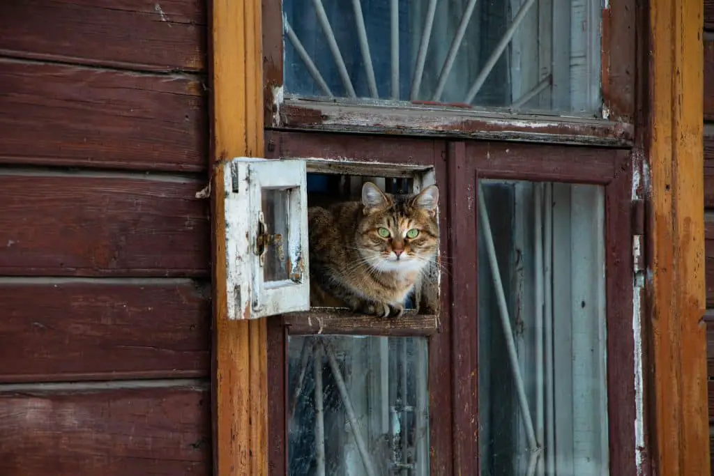 قطة على النافذة
