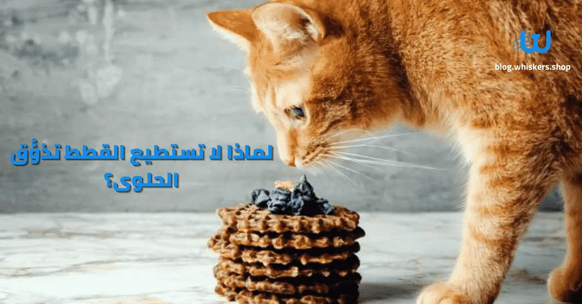 لماذا لا تستطيع القطط تذوُّق الحلوى؟