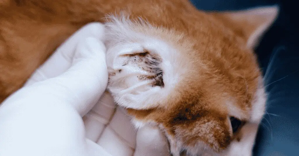 الوقاية من شلل القراد للقطط 3 التهابات الأذن في القطط: الأعراض والأسباب 1 التهابات الأذن في القطط: الأعراض والأسباب