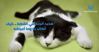 صديد الرحم في القطط .. كيف تصاب به وما أعراضه