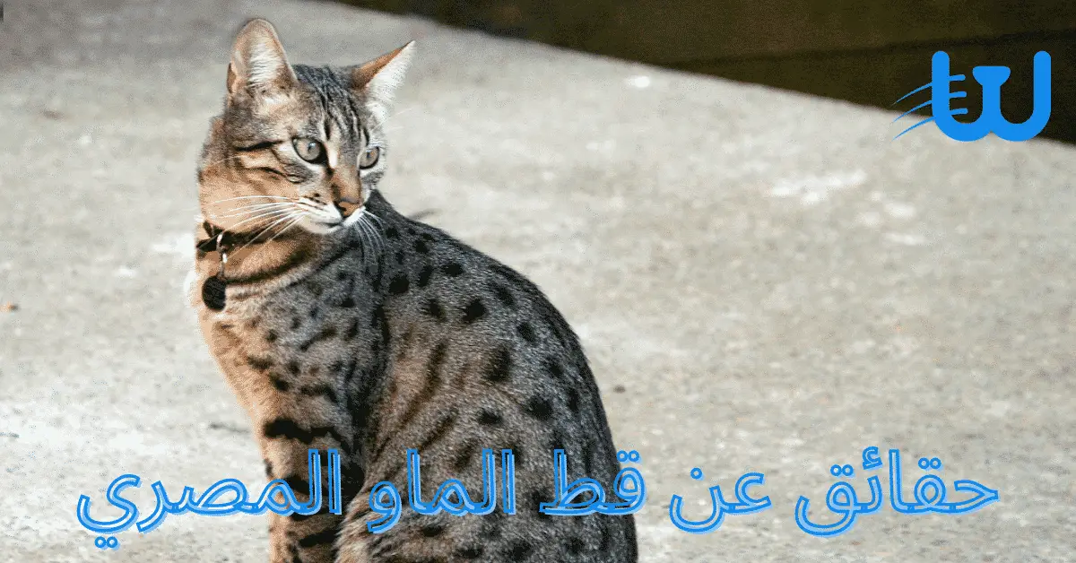 حقائق عن قط الماو المصري كيفية التخلص من داء خدش القطة للأثاث بـ4 طرق غير مكلفة 2 كيفية التخلص من داء خدش القطة للأثاث بـ4 طرق غير مكلفة