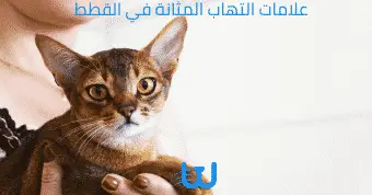 علامات التهاب المثانة في القطط