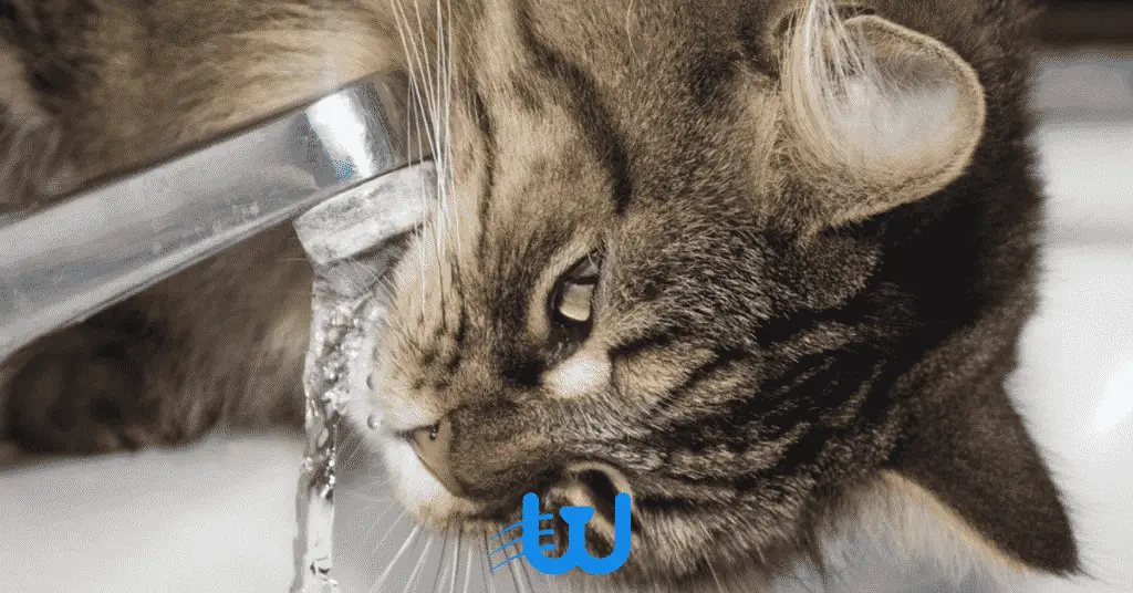 عواقبب ما هي عواقب دخول الماء لأذن القطط؟ وكيف يمكنك المحافظة عليها؟ 1 ما هي عواقب دخول الماء لأذن القطط؟ وكيف يمكنك المحافظة عليها؟