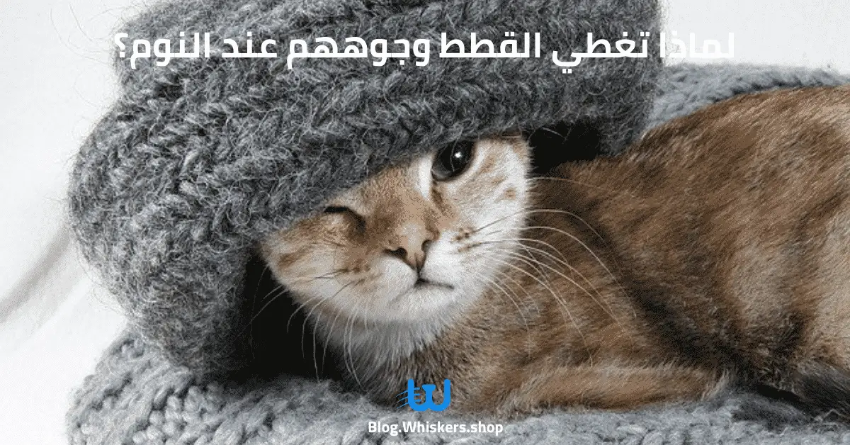 لماذا تغطي القطط وجوههم عند النوم؟ أشهر 5 أسباب تحتاج أن تعرفها