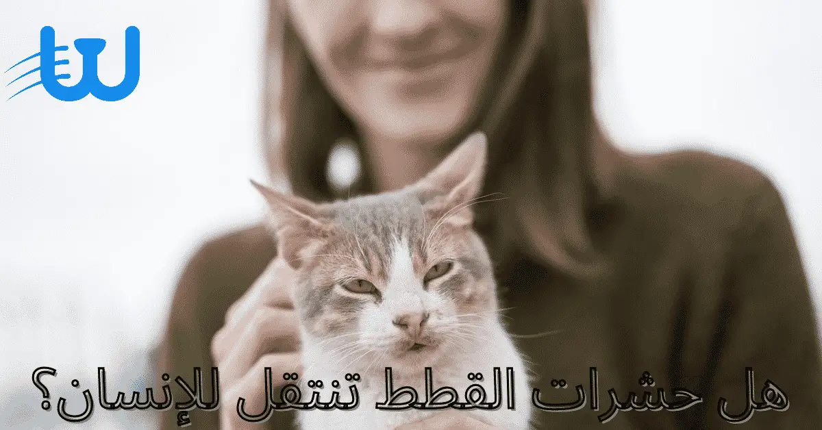 هل حشرات القطط تنتقل للإنسان الإجابة ستصدمك whiskers egypt