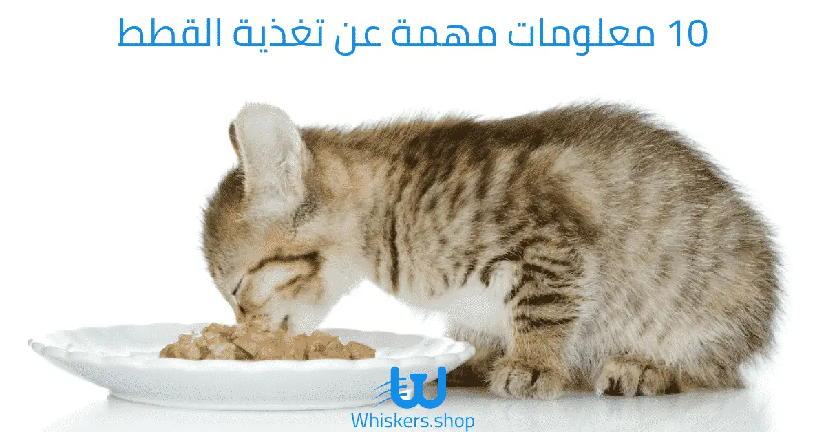 10 معلومات مهمة عن تغذية القطط