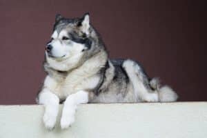 alaskan malamute 1531351 1280 تعرف على 4 من أشهر أنواع الكلاب الهاسكي 9 تعرف على 4 من أشهر أنواع الكلاب الهاسكي