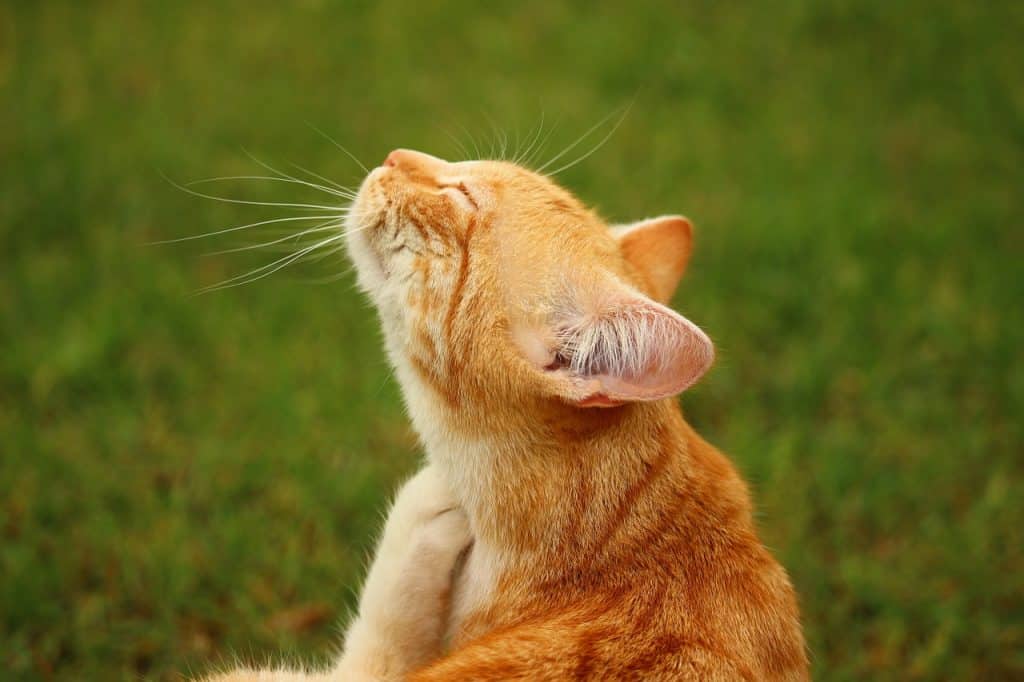 cat 1459522 1280 علاج براغيث القطط بالديتول - أعرف هل هو ضار أم آمن لصحة قطتك؟ 2 علاج براغيث القطط بالديتول - أعرف هل هو ضار أم آمن لصحة قطتك؟