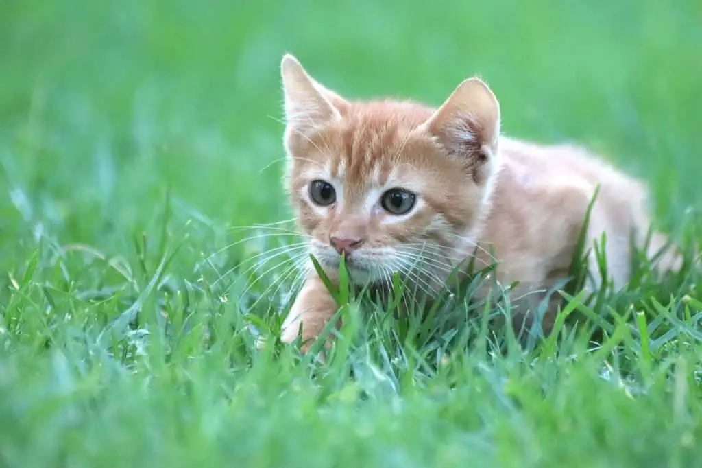 ما هو عشب القطط