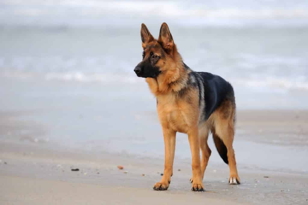 german shepherd dog مميزات وعيوب كلاب المالينو - 10 حقائق لا تفوتها 1 مميزات وعيوب كلاب المالينو - 10 حقائق لا تفوتها