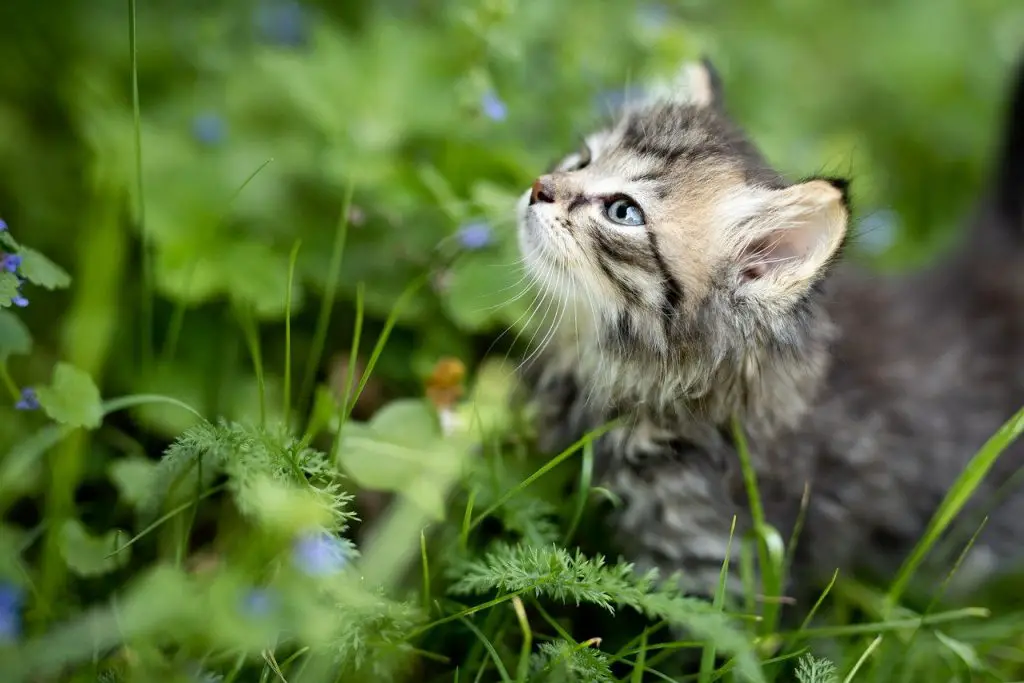 kitten 3669244 1280 ما هو عشب القطط و هل يعتبر آمنًا؟ 2 ما هو عشب القطط و هل يعتبر آمنًا؟