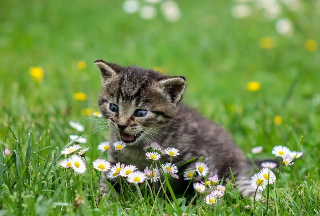 قطة و زرع - أضرار المبيدات الحشرية على القطط