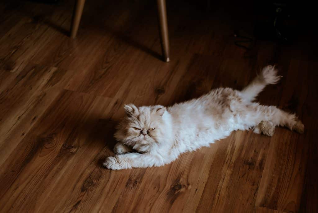 قطة شيرازي على الأرض