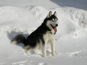كلب الهاسكي السيبيري - أشكال الكلاب الهاسكي
