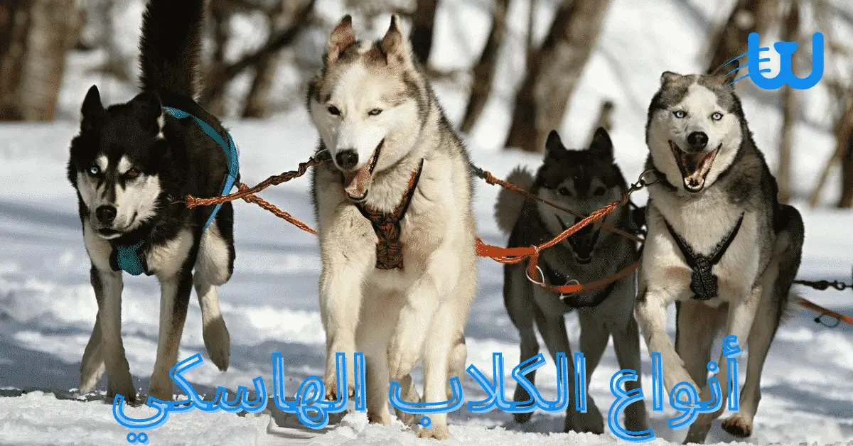 أكل كلاب المالموت 1 تعرف على 4 من أشهر أنواع الكلاب الهاسكي 7 تعرف على 4 من أشهر أنواع الكلاب الهاسكي