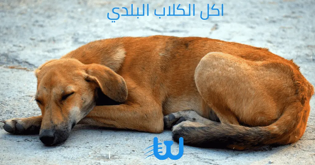 أهم 5 حقائق ومعلومات عن الكلاب البلدى المصرية
