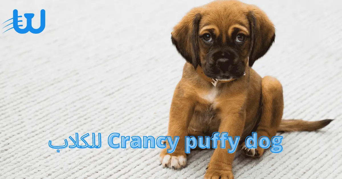 تريتس Crancy puffy dog