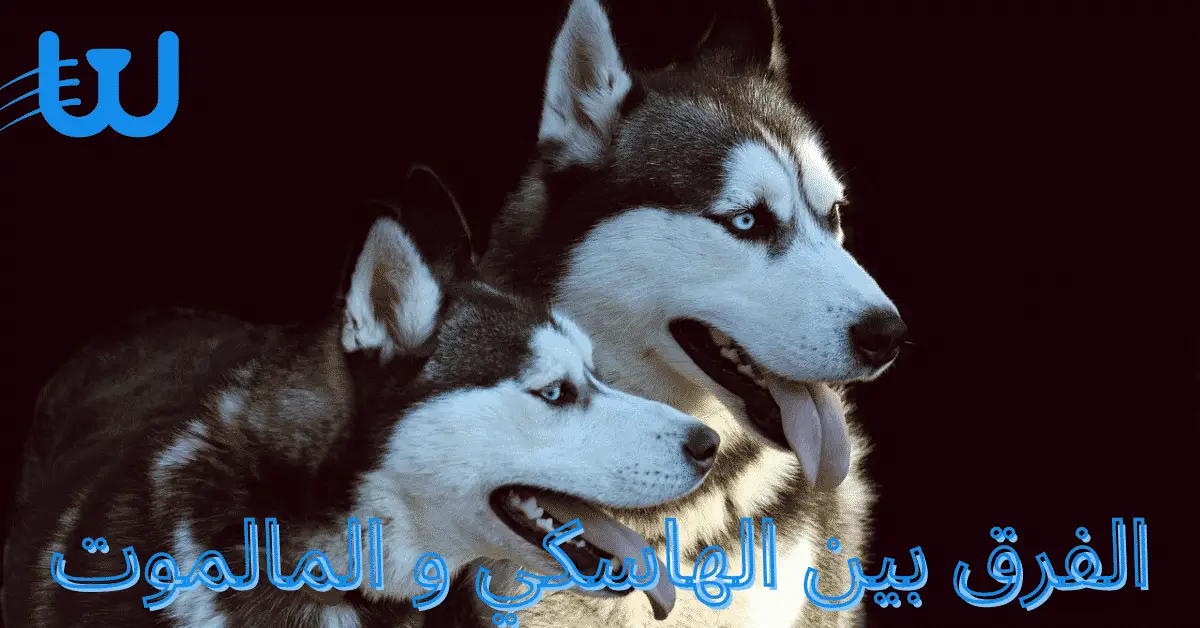 يعيش كلب الهاسكي 2 الفرق بين الهاسكي و المالوت- 9 إختلافات قد تعرفها لأول مرة 3 الفرق بين الهاسكي و المالوت- 9 إختلافات قد تعرفها لأول مرة