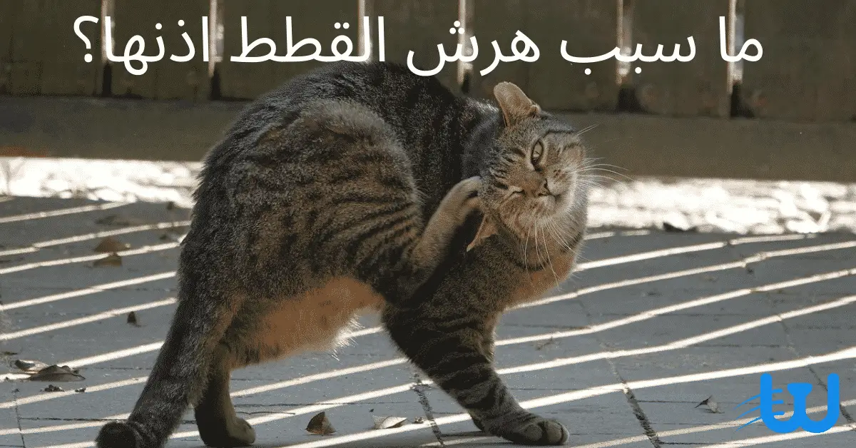 ما سبب هرش القطط اذنها ما سبب هرش القطط اذنها - إليك أشهر 5 أسباب لحكة الأذن 1 ما سبب هرش القطط اذنها - إليك أشهر 5 أسباب لحكة الأذن