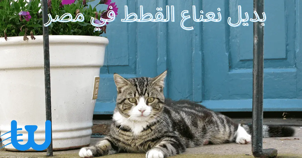 ما هو عشب القطط؟ 3 بديل نعناع القطط في مصر - تعرف على نباتات تفيد قطتك 1 بديل نعناع القطط في مصر - تعرف على نباتات تفيد قطتك