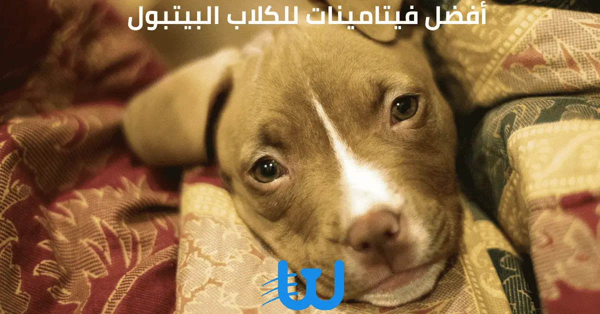 أفضل فيتامينات للكلاب البيتبول
