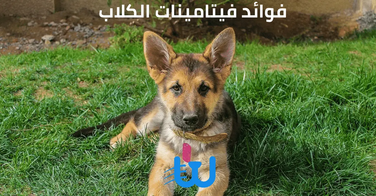 فوائد فيتامينات الكلاب