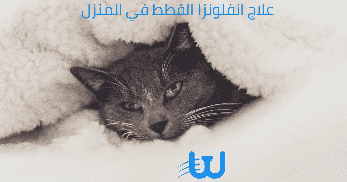 علاج انفلونزا القطط في المنزل
