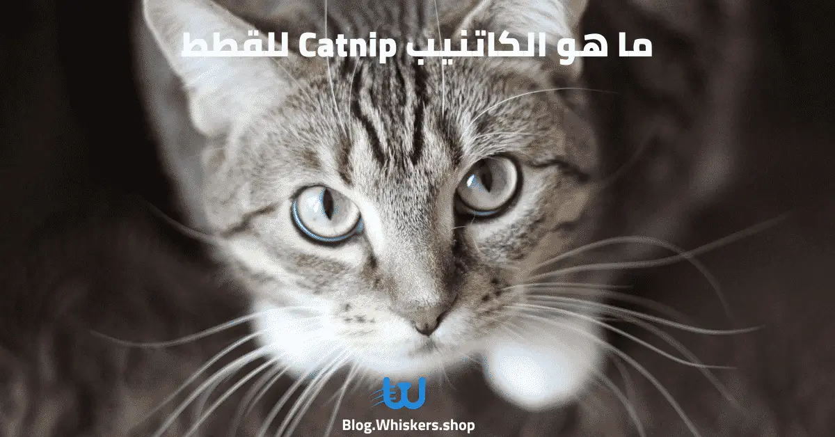 ما هو الكاتنيب Catnip للقطط