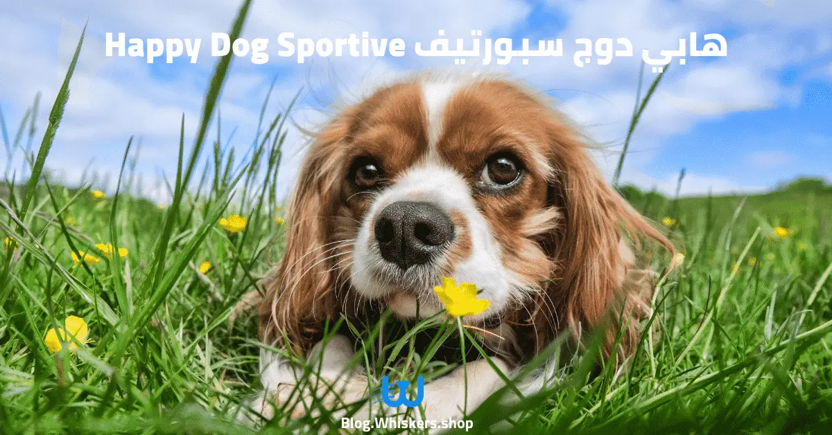 هابي دوج سبورتيف Happy Dog Sportive