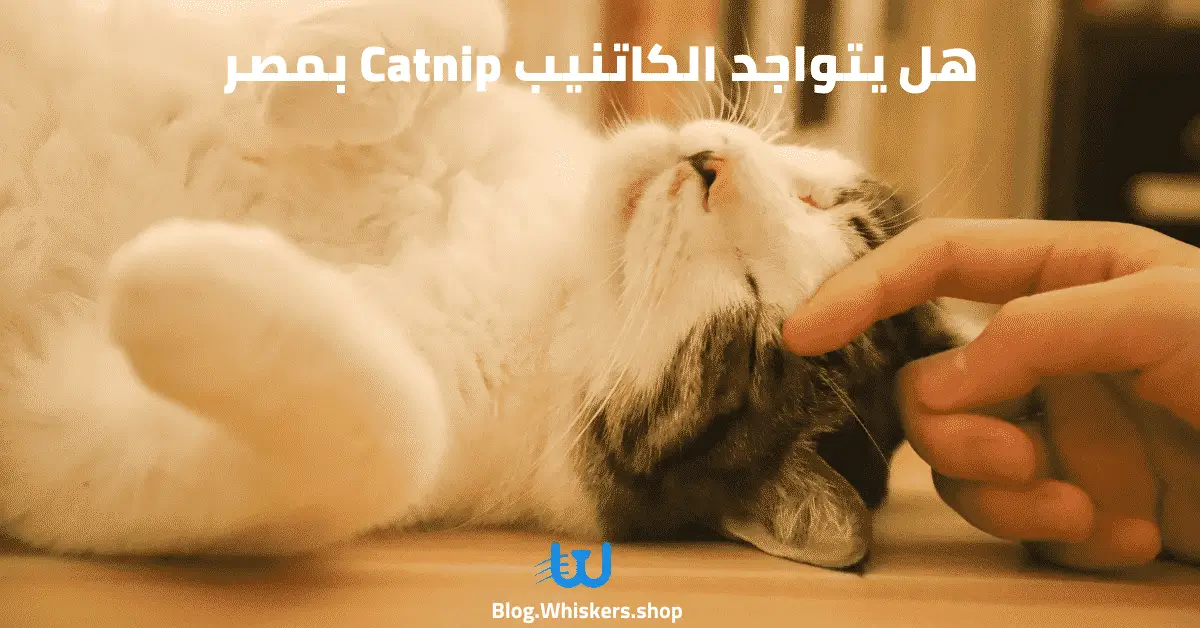 هل يتواجد الكاتنيب Catnip بمصر