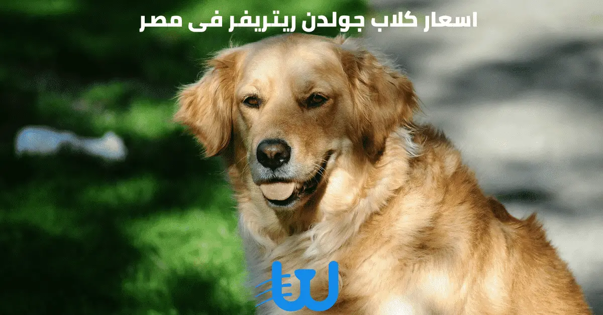 اسعار كلاب جولدن ريتريفر فى مصر