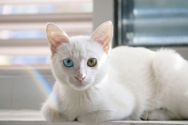 cat 1092371 640 القط البريطاني الأبيض - صفات القط البريطاني الأبيض 1 القط البريطاني الأبيض - صفات القط البريطاني الأبيض