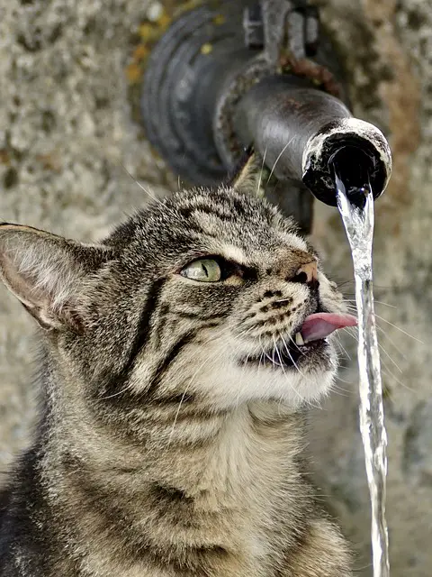 متى تشرب القطط الصغيرة الماء
