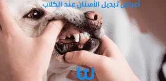 أعراض تبديل الأسنان عند الكلاب