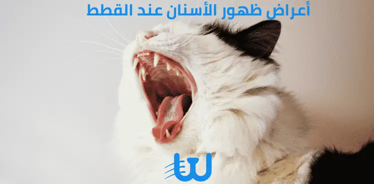 أعراض ظهور الأسنان عند القطط