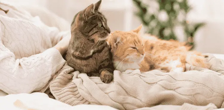 تدريب القطط على مكان النوم