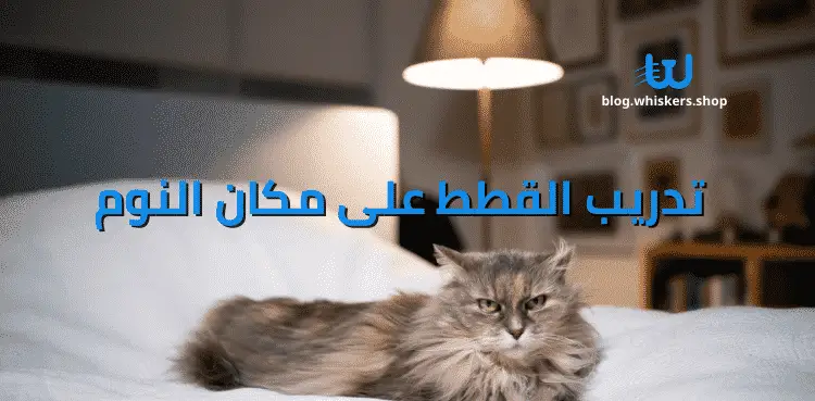 تدريب القطط على مكان النوم