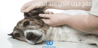 علاج جرب الأذن عند الكلاب