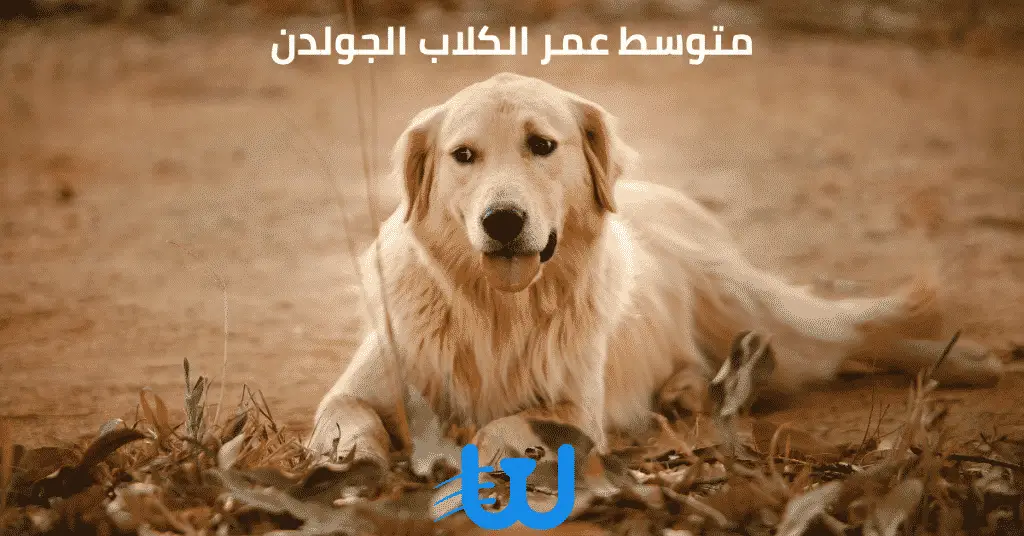 عمر الكلاب الجولدن