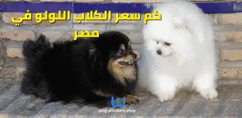 كم سعر الكلاب اللولو في مصر