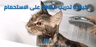 كيفية تدريب القطط على الاستحمام