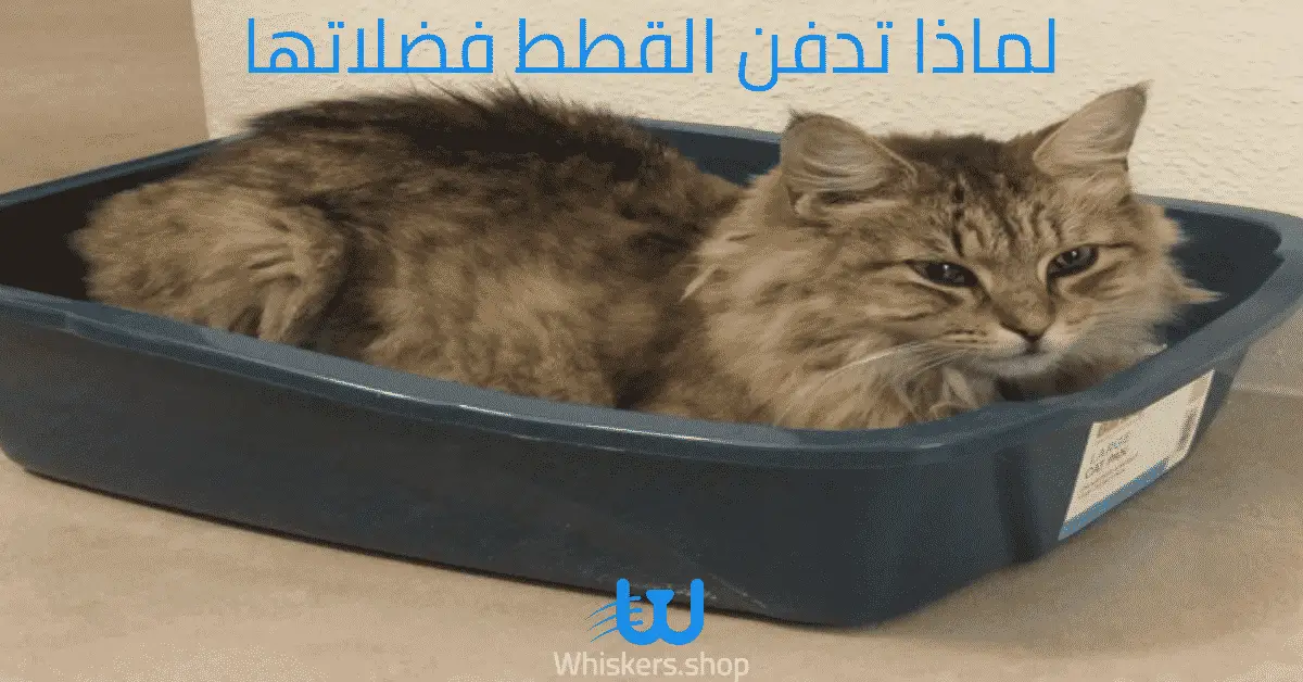 لماذا تدفن القطط فضلاتها