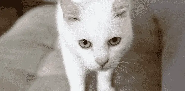 لماذا عيون القطط تتغير