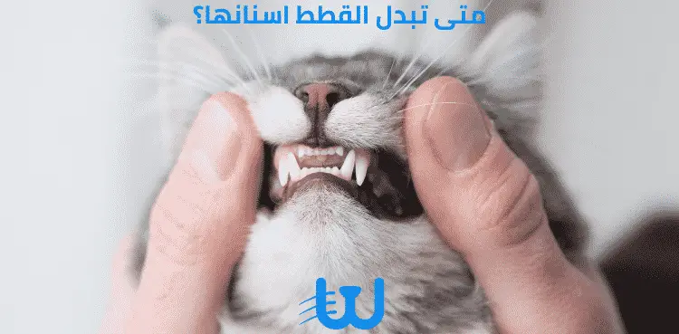 متى تبدل القطط اسنانها