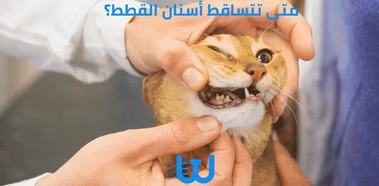 متى تتساقط أسنان القطط