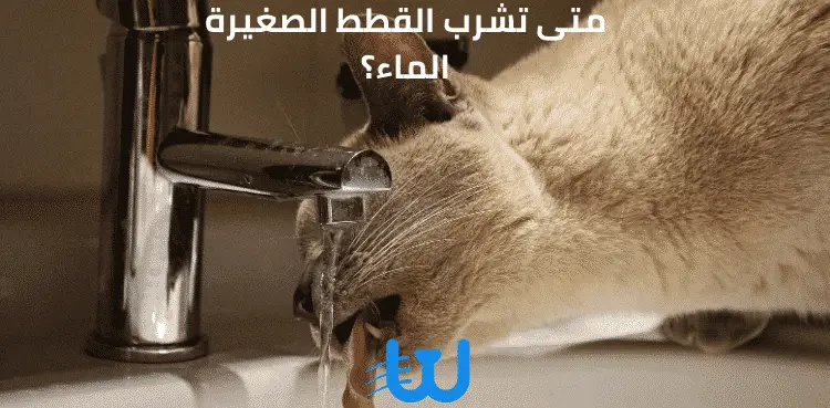متى تشرب القطط الصغيرة الماء