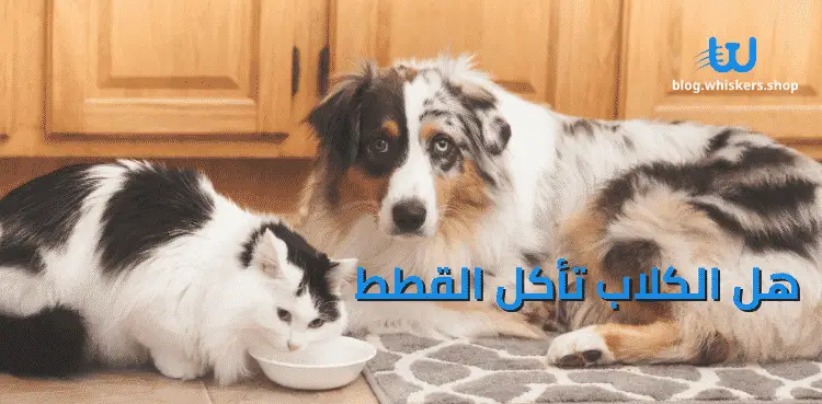 هل الكلاب تأكل القطط 